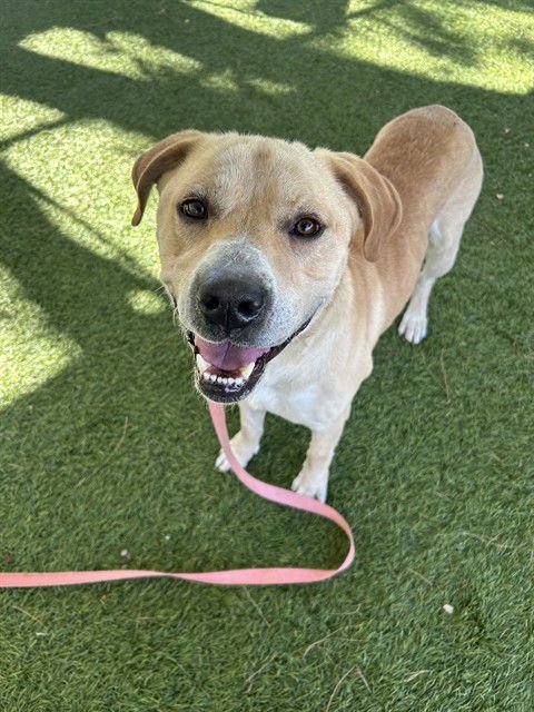 DEXTOR - Labrador Retriever available for adoption