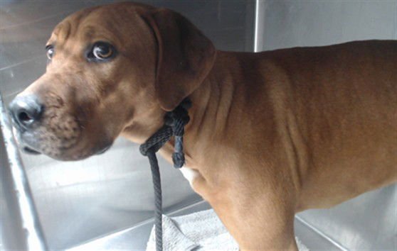 SHYLO - Rhodesian Ridgeback available for adoption