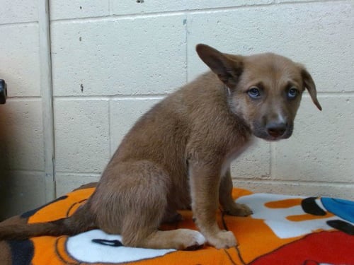 VYKE - German Shepherd Dog available for adoption
