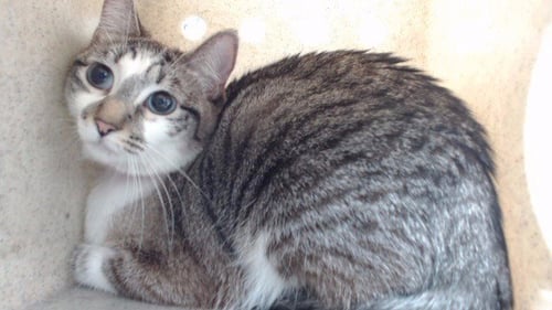 STACY - Domestic Short Hair available for adoption