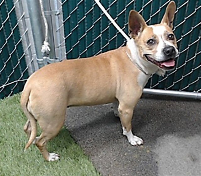 FRAPPUCCINO - Labrador Retriever available for adoption