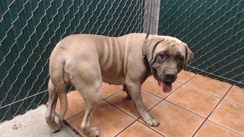 BEATRIX - Cane Corso Mastiff available for adoption