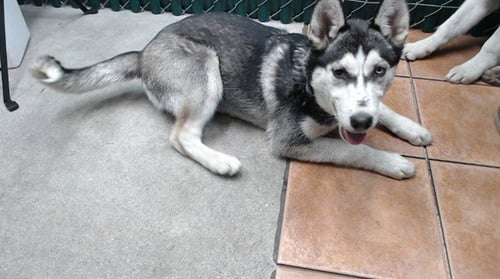 PEPPER - Siberian Husky available for adoption