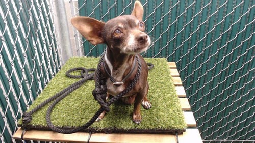 CANELA - Chihuahua available for adoption