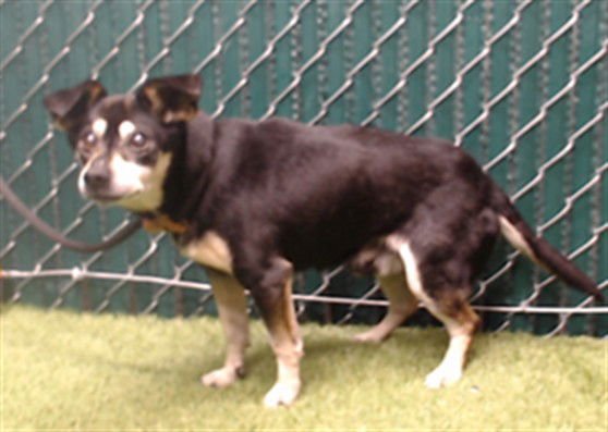 MARCUS - Chihuahua available for adoption