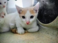 LENNY - Photo 1