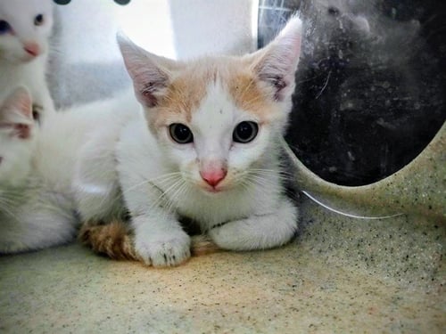 LENNY - Domestic Short Hair available for adoption