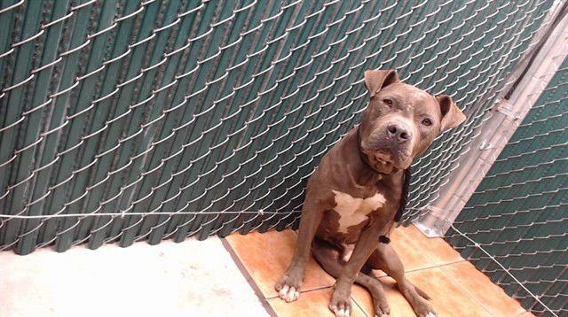 BRIXTON - Pit Bull Terrier available for adoption