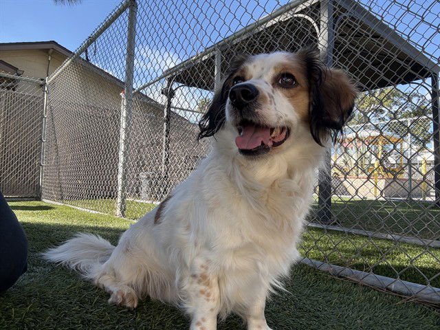 NIGEL - Terrier available for adoption