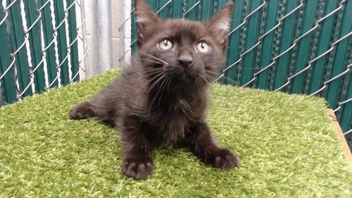 A5807375 - Domestic Short Hair available for adoption