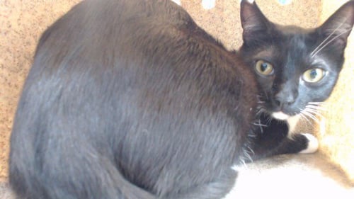 ROGER - Domestic Short Hair available for adoption