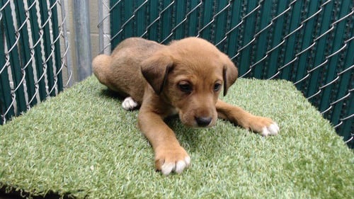 ROSS - Terrier available for adoption