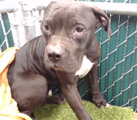 BAM BAM - Pit Bull Terrier available for adoption