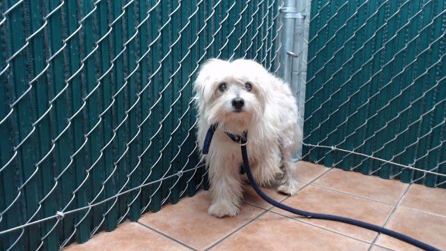 LUCAS - Terrier available for adoption