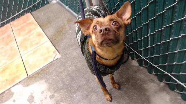 KEN - Chihuahua available for adoption