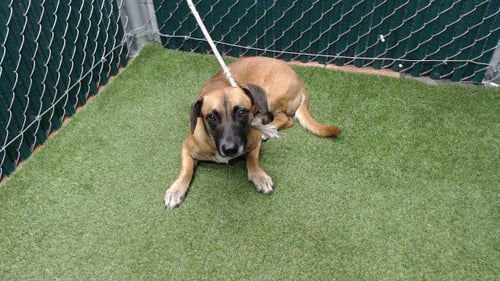 MANOTAS - Chihuahua / Belgian Shepherd Malinois available for adoption