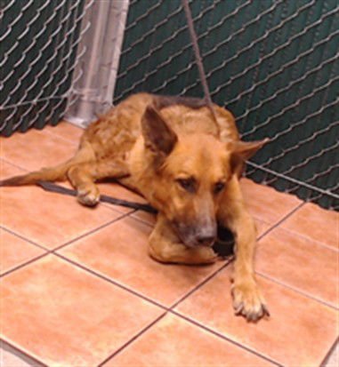 LUCKY - German Shepherd Dog available for adoption