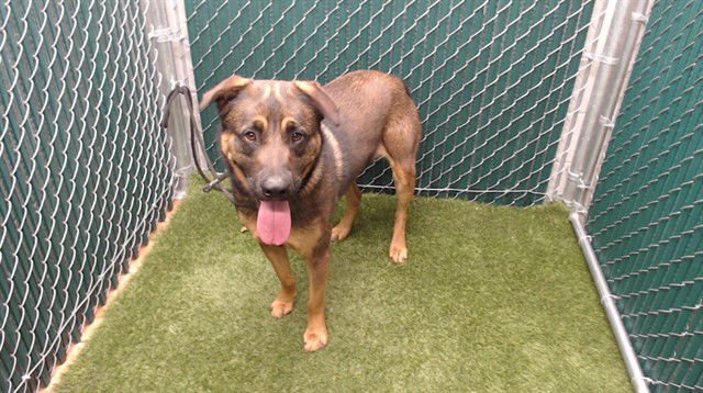 JAKE - German Shepherd Dog available for adoption