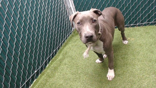 MATT - Pit Bull Terrier available for adoption
