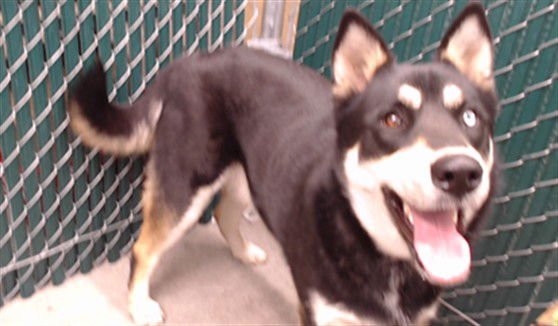 BUFORD - Siberian Husky available for adoption