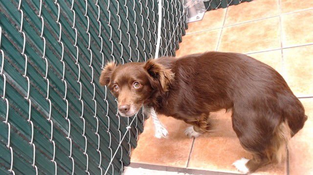 A5753432 - Chihuahua available for adoption