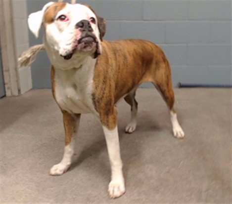 ATHENA - Boxer available for adoption