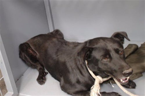 NEGRO - Labrador Retriever available for adoption