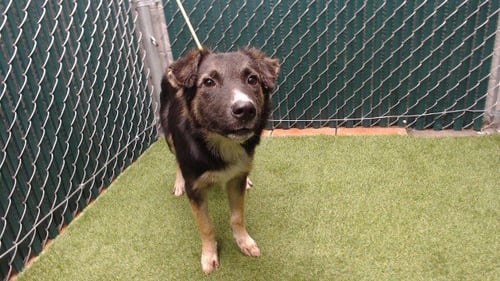 BETH - German Shepherd Dog available for adoption