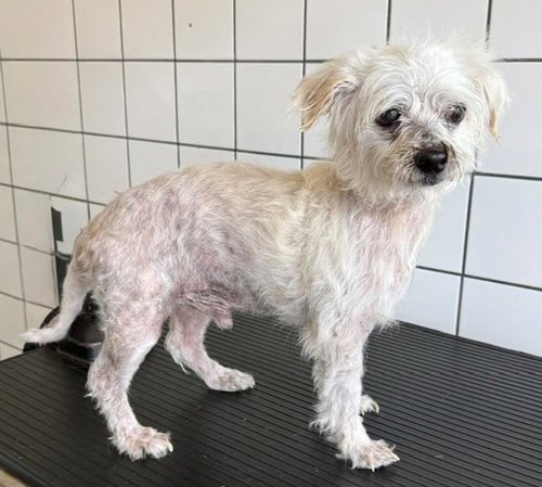 FONSI - Poodle (Miniature) available for adoption