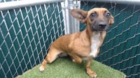 CHIQUITA - Photo 1