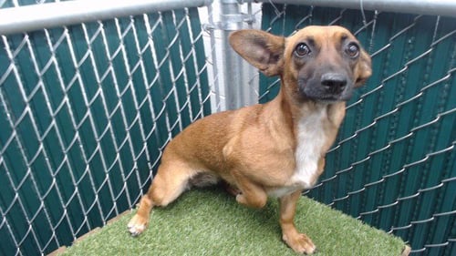 CHIQUITA - Belgian Shepherd Malinois / Chihuahua available for adoption