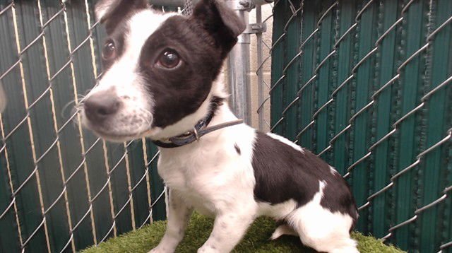 BUCKY - Chihuahua available for adoption