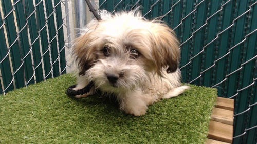 AQUANET - Terrier available for adoption