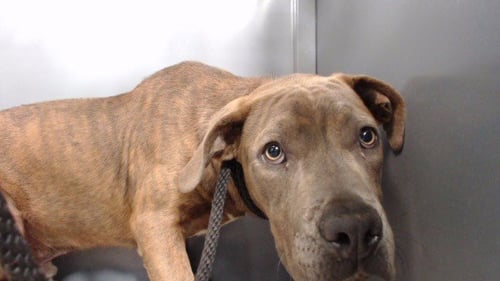 LARRY - Pit Bull Terrier available for adoption