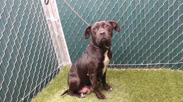 FATIMA - Pit Bull Terrier available for adoption