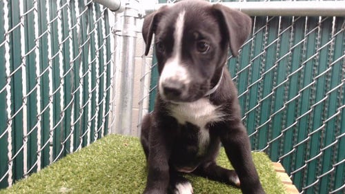 OREO - Labrador Retriever available for adoption