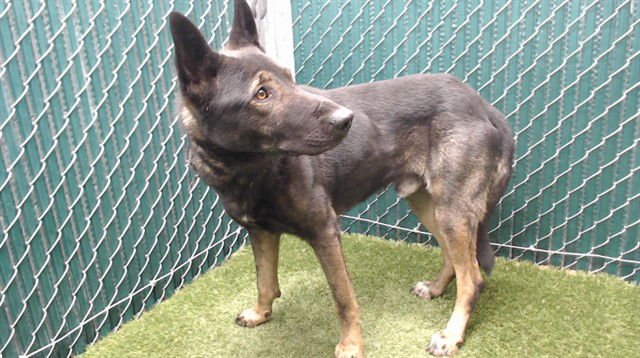 JEFFREY - Belgian Shepherd Malinois available for adoption
