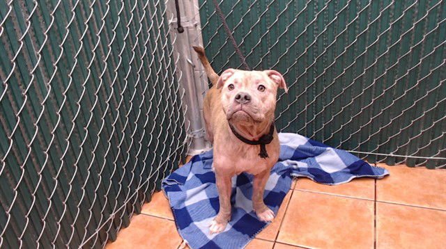 LEIA - Pit Bull Terrier available for adoption