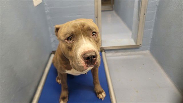 TWIN - Pit Bull Terrier available for adoption