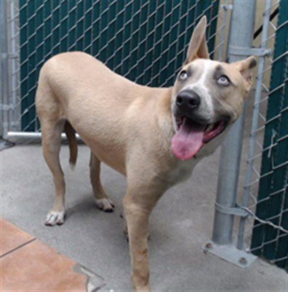 AIDEN - Pit Bull Terrier available for adoption