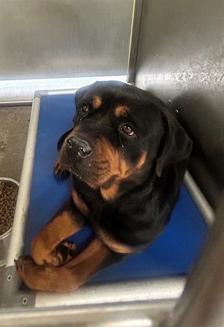 KRISTEN - Rottweiler available for adoption