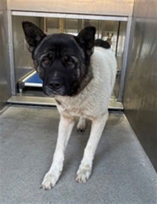 ROHAN - Akita available for adoption