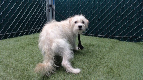 DAMON - Terrier available for adoption