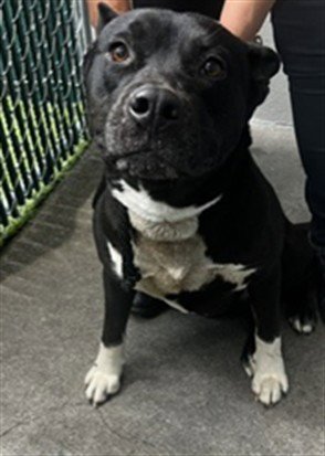 TUXIE - Pit Bull Terrier available for adoption