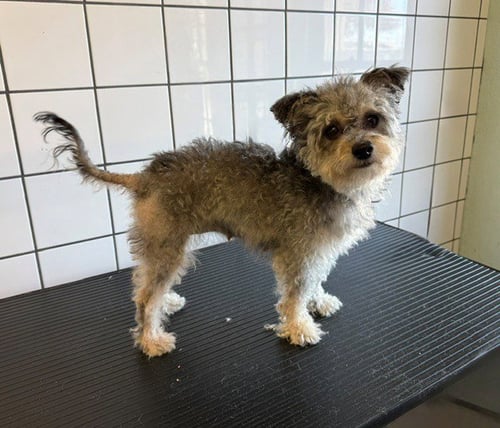 MISTY - Miniature Schnauzer available for adoption