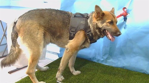 BEAR - German Shepherd Dog available for adoption