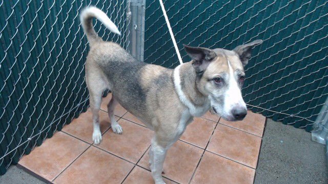 BAILEY - Siberian Husky available for adoption