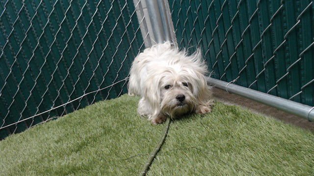 ALAN - Shih Tzu available for adoption