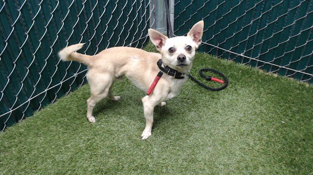 JALAPENO - Chihuahua available for adoption