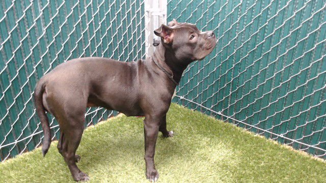 HONEYCOMB - Pit Bull Terrier available for adoption